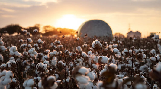 Sustainability at its Softest: The Pioneering Eco-Friendliness of Pima Cotton